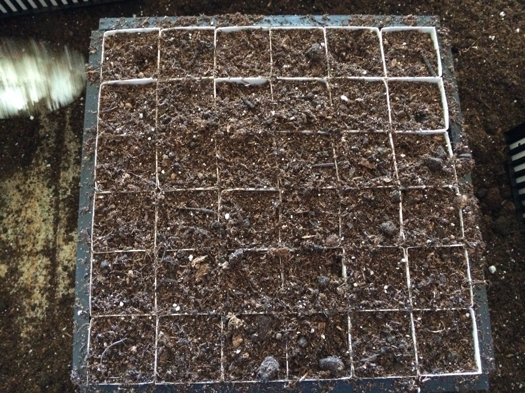 Tray and plant bands ready for cuttings.