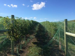 Our Vignoles is netted and ready for harvest!